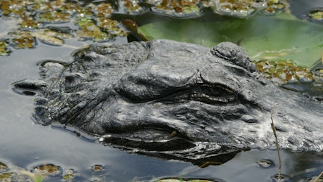 Crocodile head in a lake.