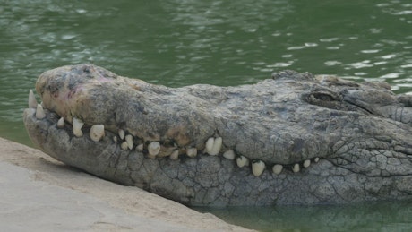 Crocodile in a Zoo