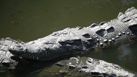 Crocodile resting in the swamp