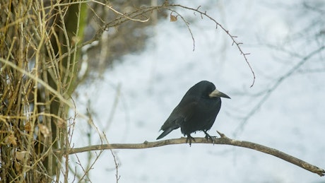 Crow sitting on a branch in the cold of winter.