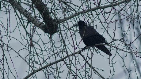 Crow standing on a branch in winter.