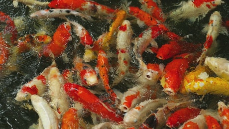 Crowd of Koi Carp fish in a freshwater pond.