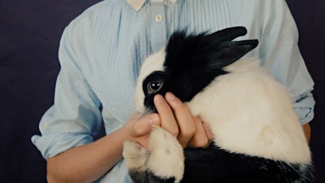 Cute black and white bunny being cuddled by her owner.