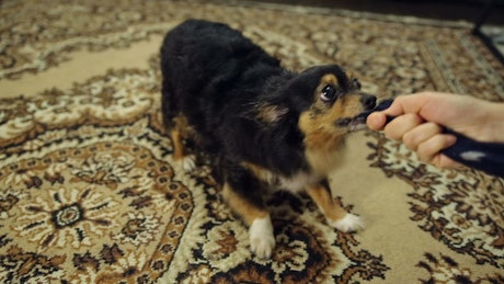 Cute dog plays with his cloth toy with its owner.