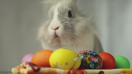 Cute Easter bunny rabbit sitting on colourful eggs.