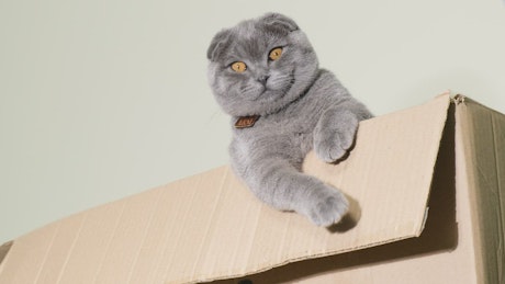 Cute gray cat plays in a cardboard box.