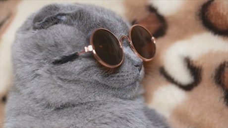 Cute gray cat with dark glasses turning his face to the camera.