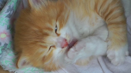 Cute kitten licking a claw