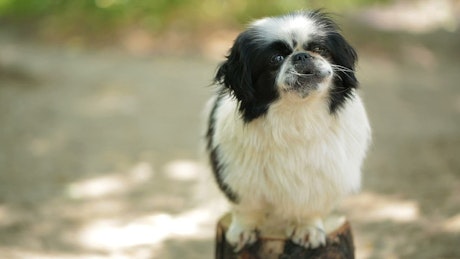 Cute little dog on top of a log