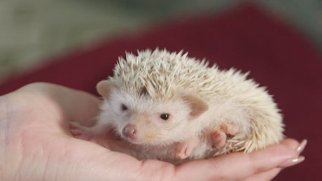 Cute little hedgehog in a girl's hand.