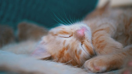 Cute red kitten sleeping in the couch