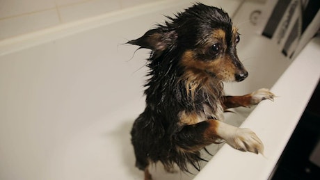 Cute wet dog in the bathtub after a bath.