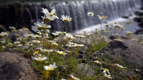 Daisy flowers near a big waterfall.