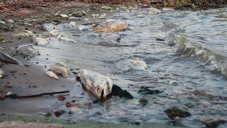 Dead fish in a polluted shore.