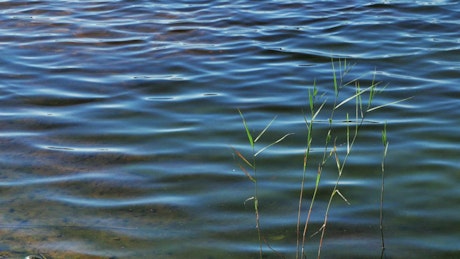 Deep lake with reeds.