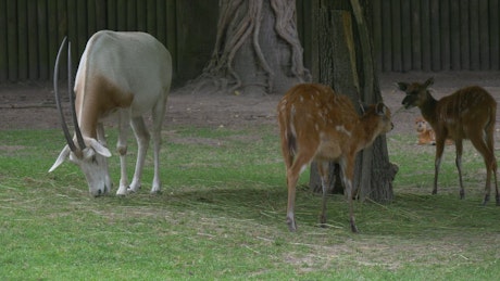 Deers and a goat grazing in the zoo