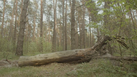 Depressed man resting on a log in the woods