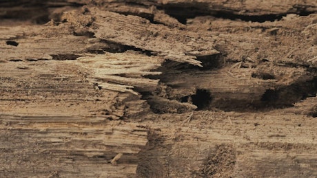 Detail of a piece of old wood