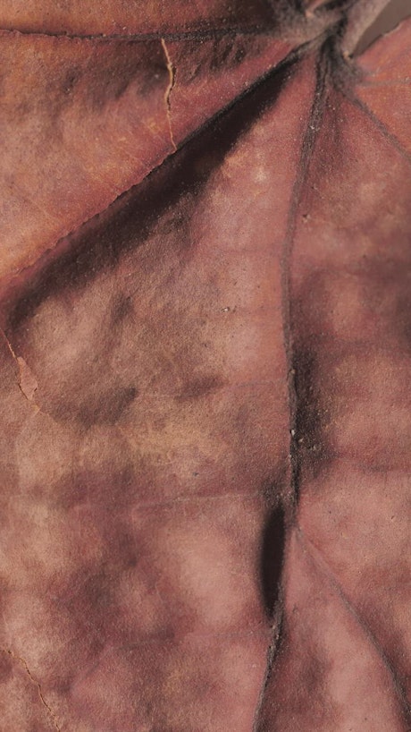 Detailed image of a dry tree leaf.