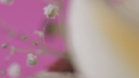 Details of a flower on a pink background
