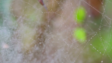 Dew on a spider web