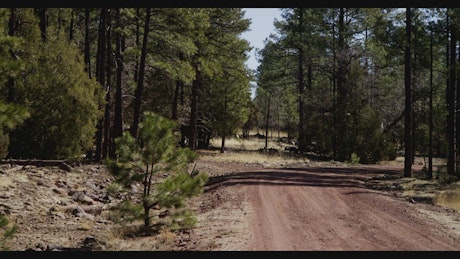 Dirt road in the Sedona forest