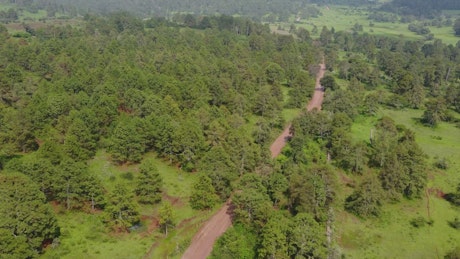 Dirt road that crosses a forest from above