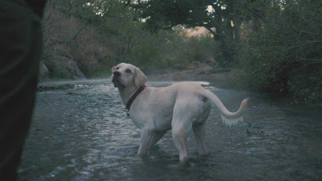 Dog catches a ball in a river.