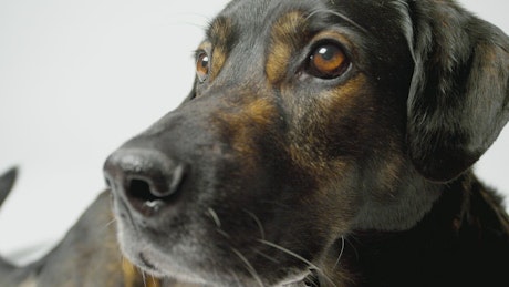 Dog face close up at photo studio