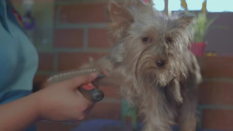 Dog groomer working with a little dog
