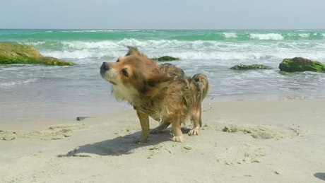 Dog shaking off on a sunny beach.