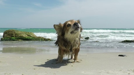 Dog shaking off the water on the beach.