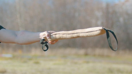 Dog snatching a training rod.