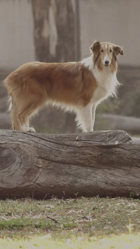 Dog standing on a log.