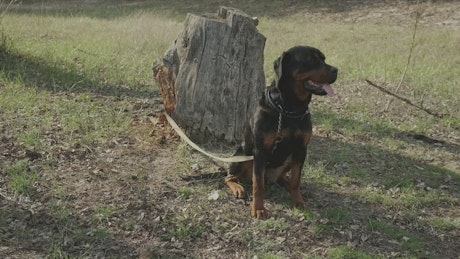 Dog tied to a log in nature.