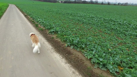 Dog walking along crop fields