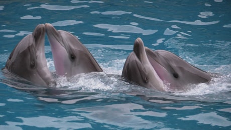 Dolphins dancing at a show.