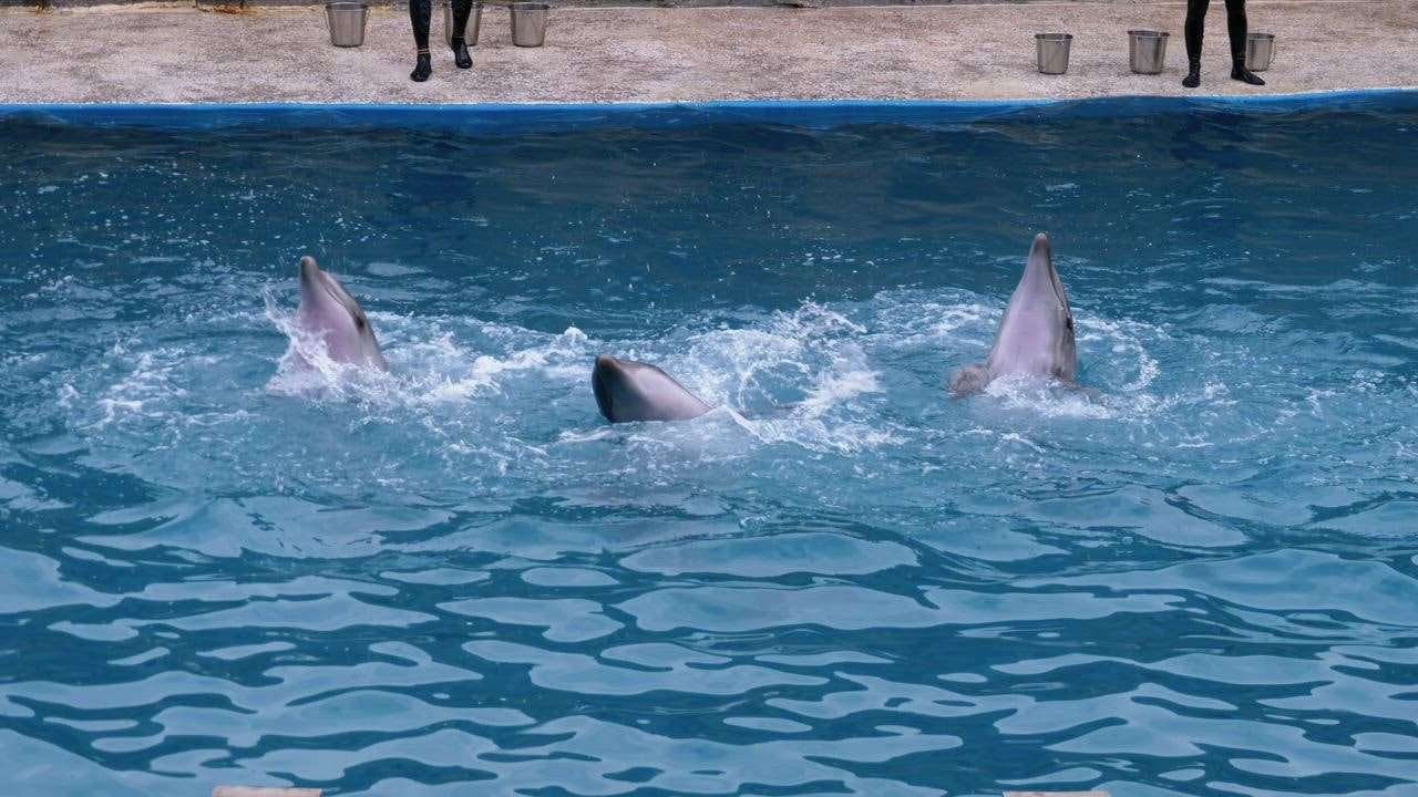 Dolphins performing tricks  LIVE DRAW TOTO WUHAN in the pool