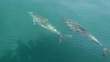 Dolphins swimming in front of a boat