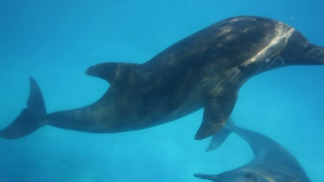 Dolphins underwater.