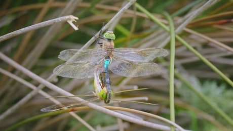 Dragonflies mating.