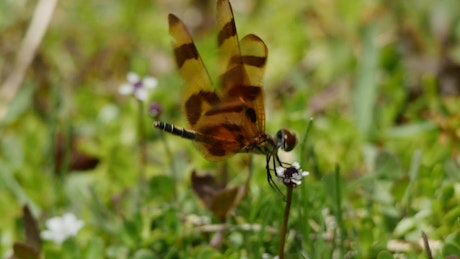 Dragonfly searching for pollen.