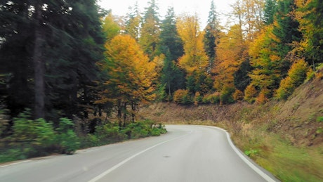 Driving through a forest on a bendy road.