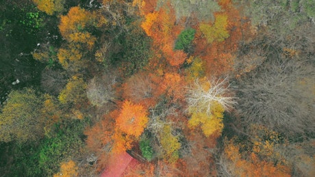 Drone flying over an Autumn forest.