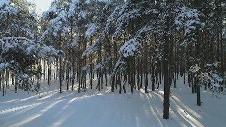 Drone shot in a winter forest by a village