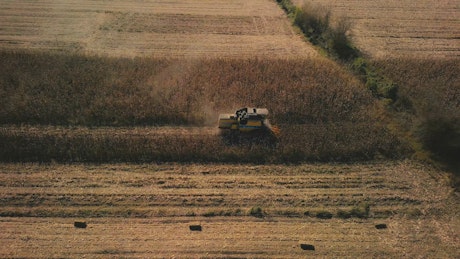 Drone view of corn being harvested.