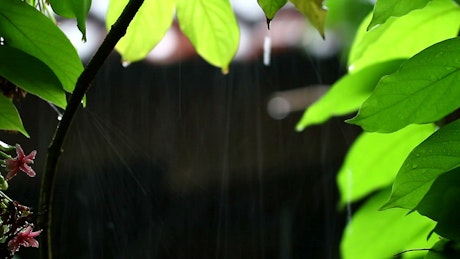 Droplets of water falling from plants