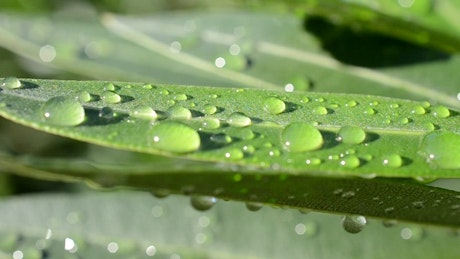 Droplets of water on leaves.