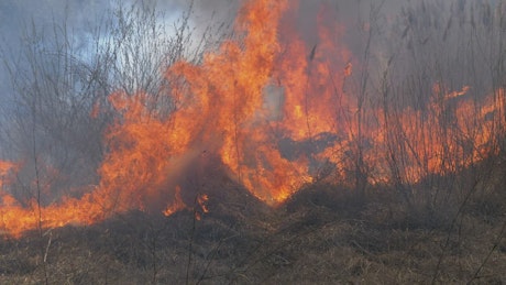 Dry forest burning