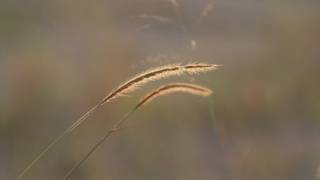 Dry grass in the wind